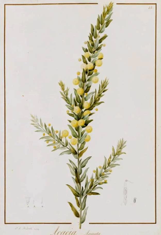 Acacia Armata